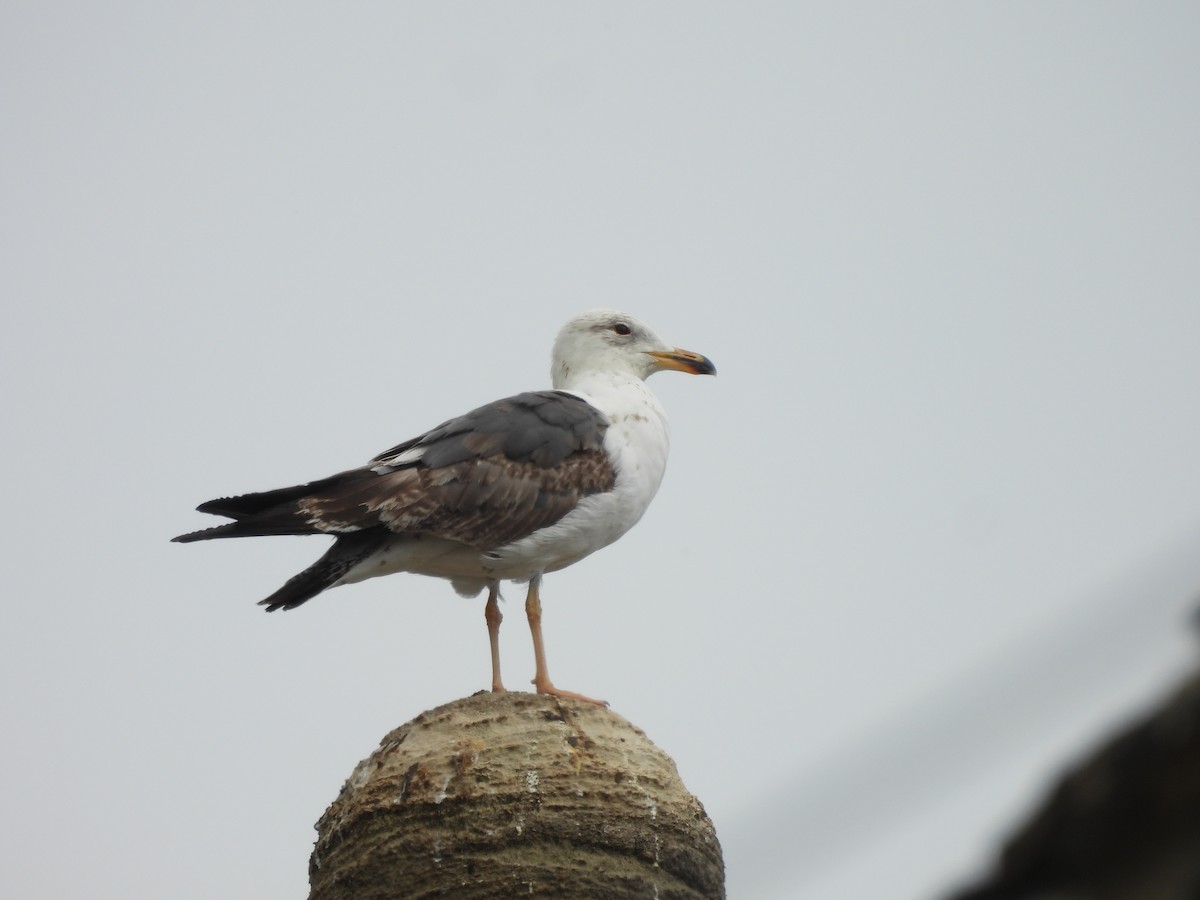 Lesser Black-backed Gull - ML638344450