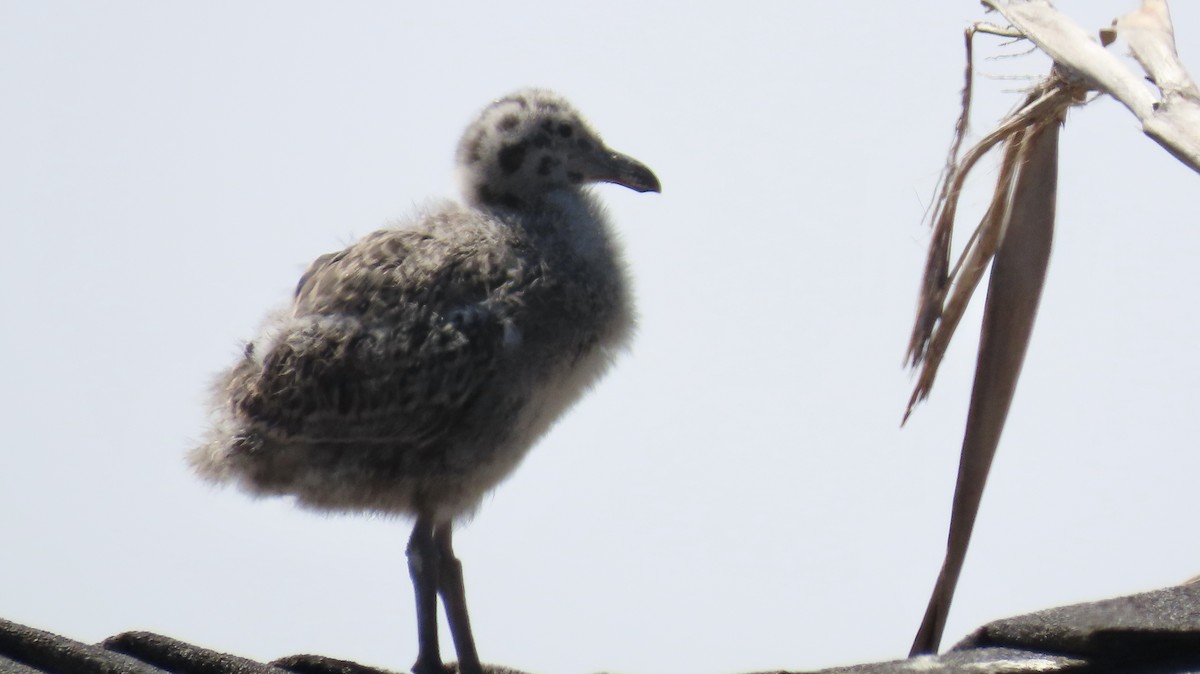 Western Gull - ML638344459
