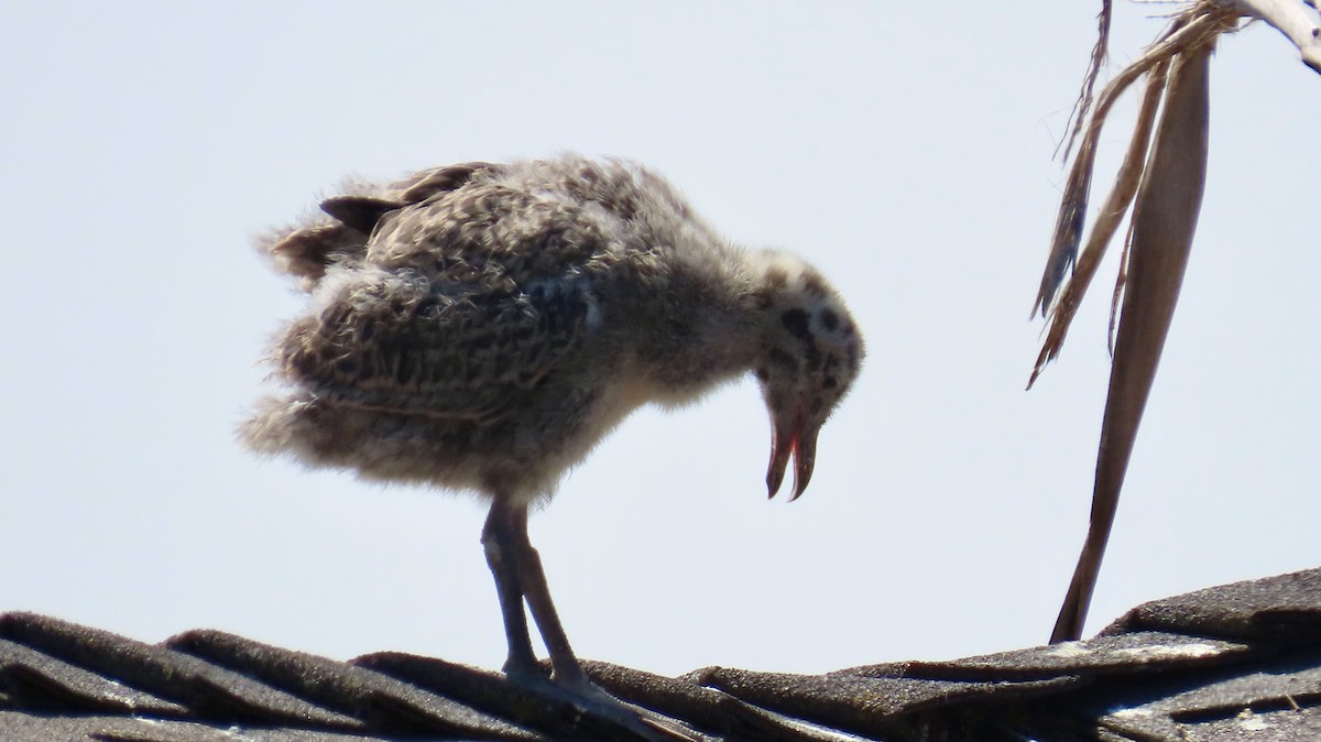 Western Gull - ML638344464