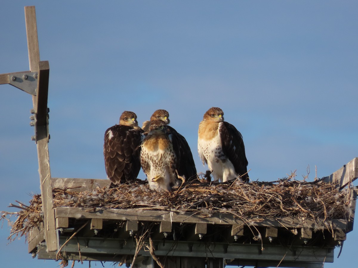 Swainson's Hawk - ML638344465