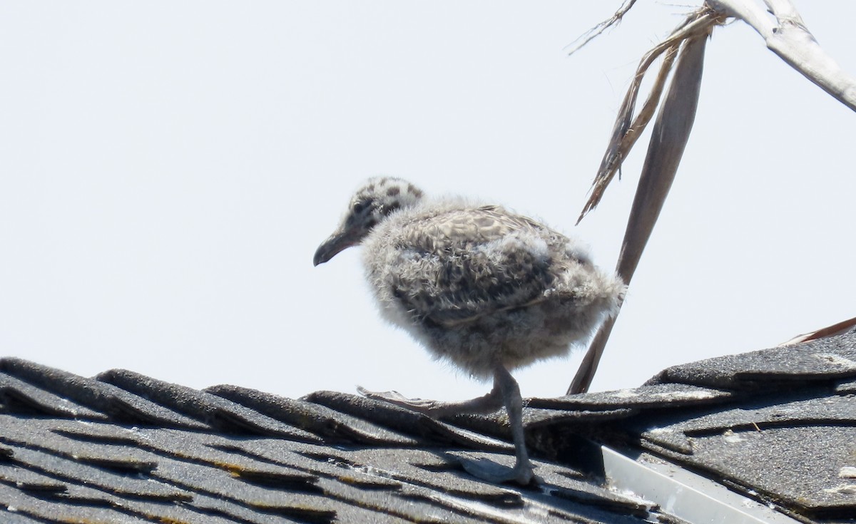 Western Gull - ML638344466