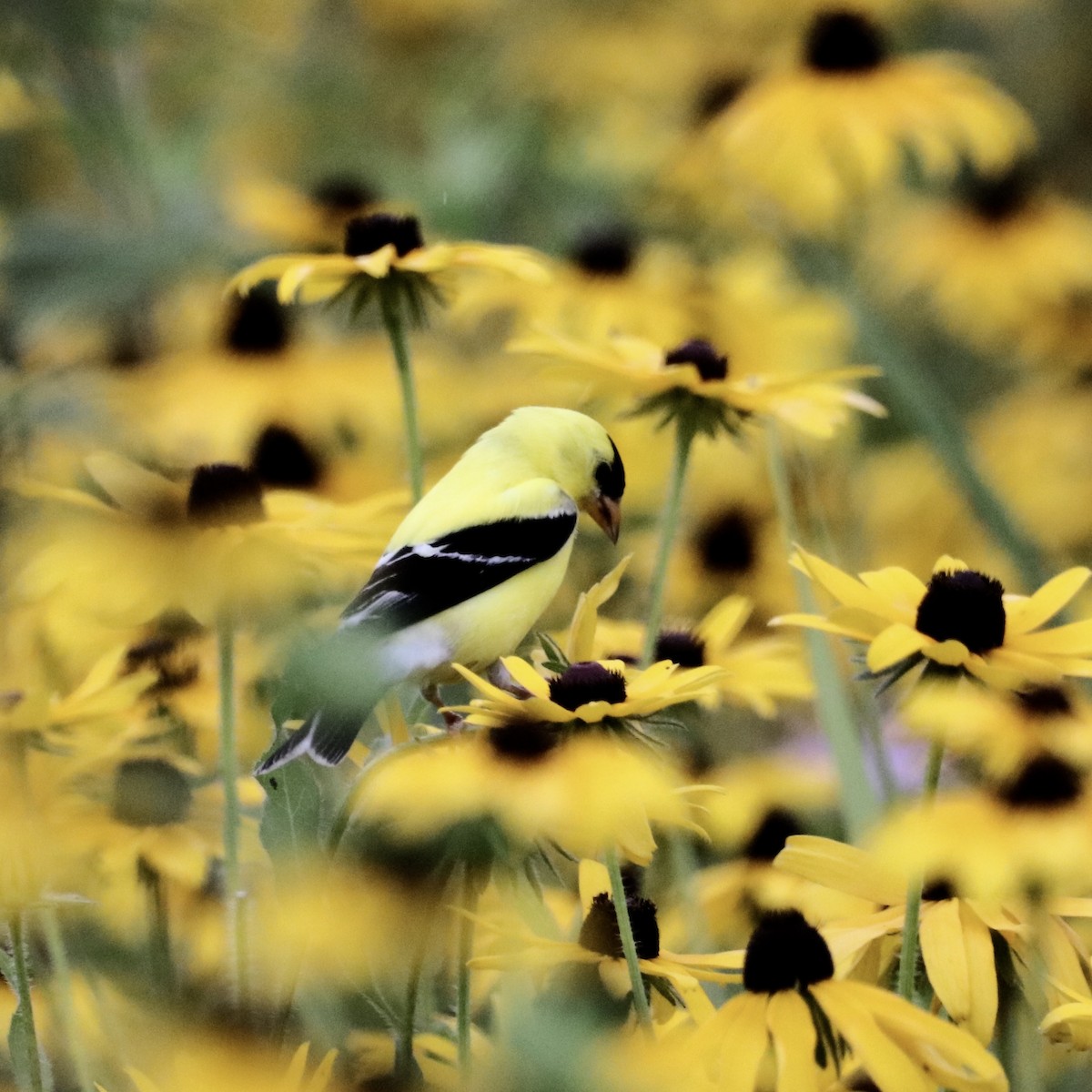 Chardonneret jaune - ML638344468