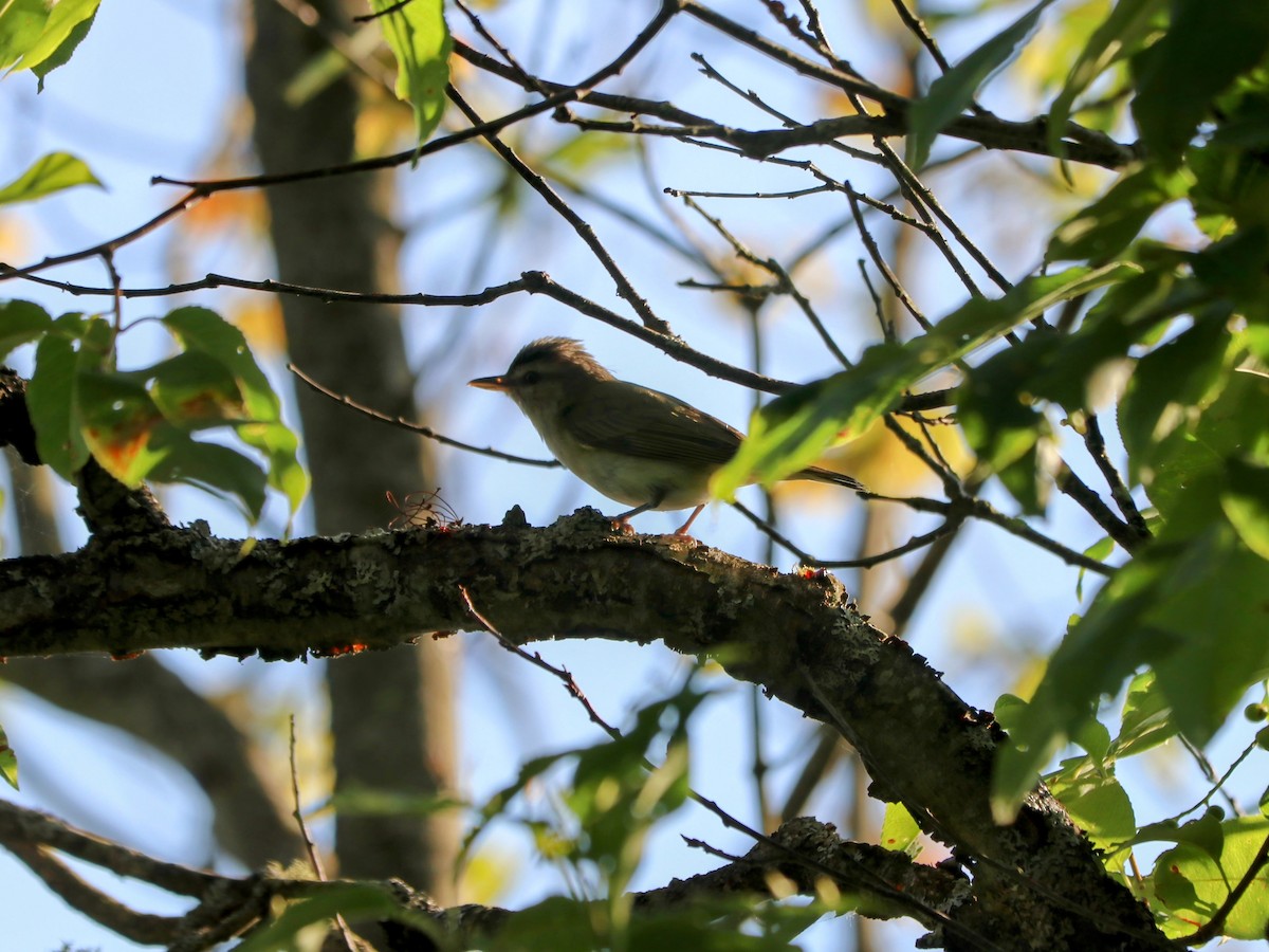 Vireo begigorria - ML638344500