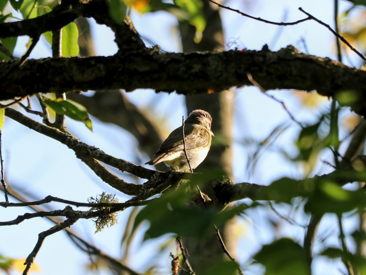 Vireo begigorria - ML638344504