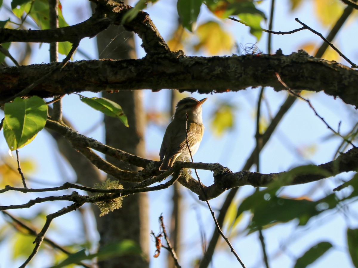 Vireo begigorria - ML638344510