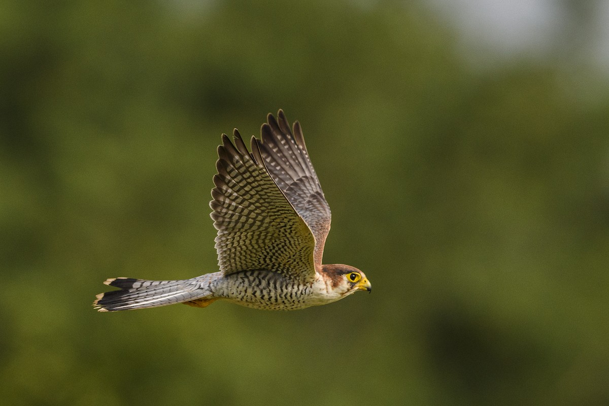 Red-necked Falcon - ML638344520