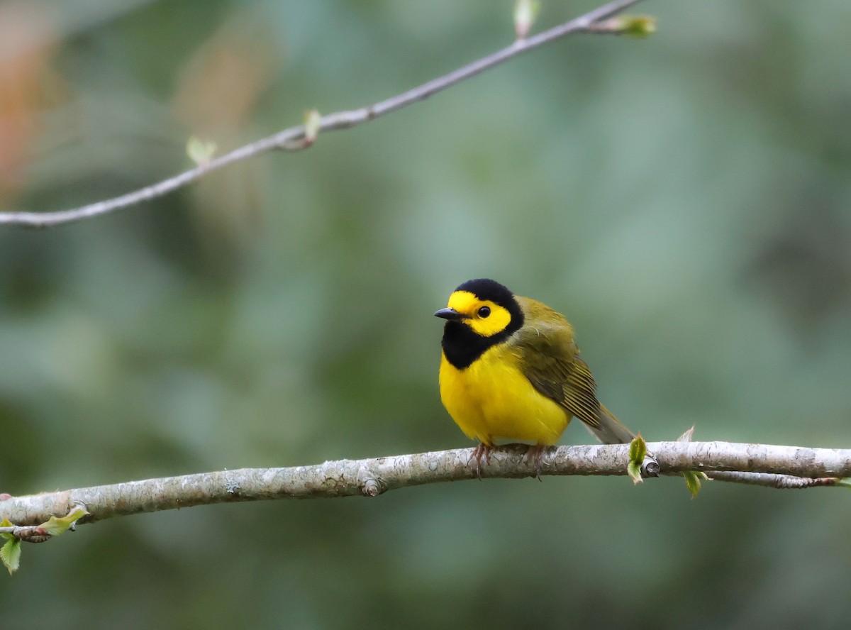 Hooded Warbler - ML638344534