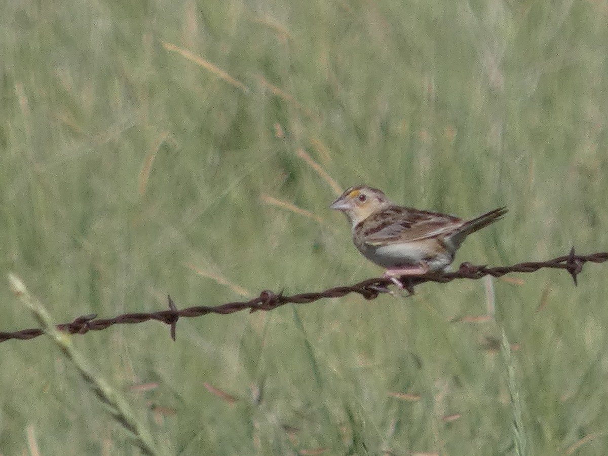 Grasshopper Sparrow - ML638344538
