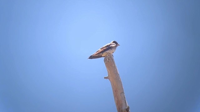 Purple Martin - ML638344545