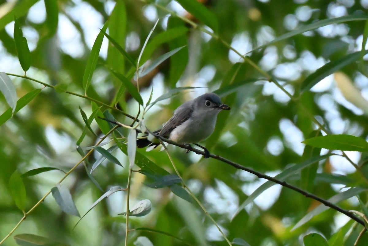 Blue-gray Gnatcatcher - ML638344551