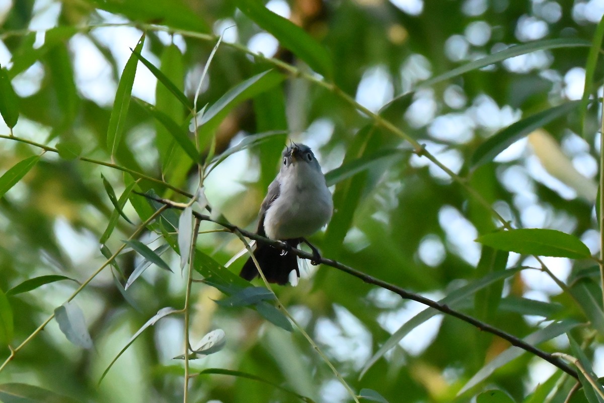 Blue-gray Gnatcatcher - ML638344552