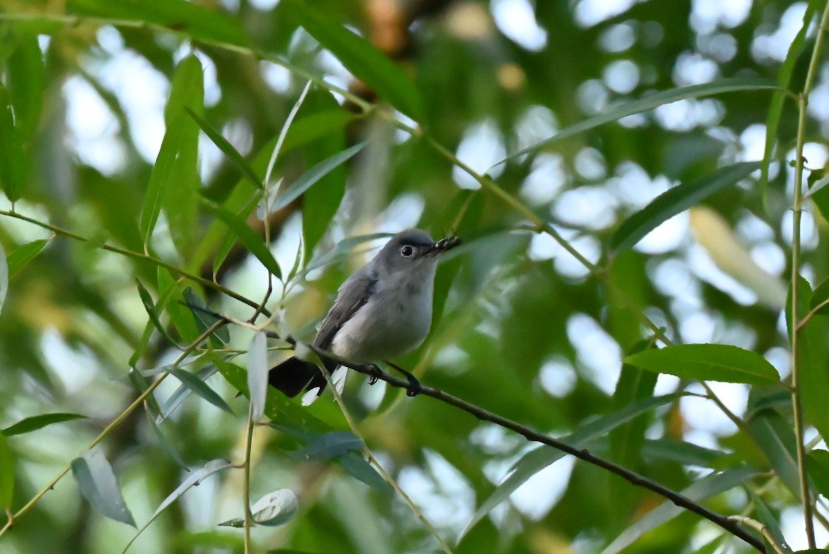 Blue-gray Gnatcatcher - ML638344553