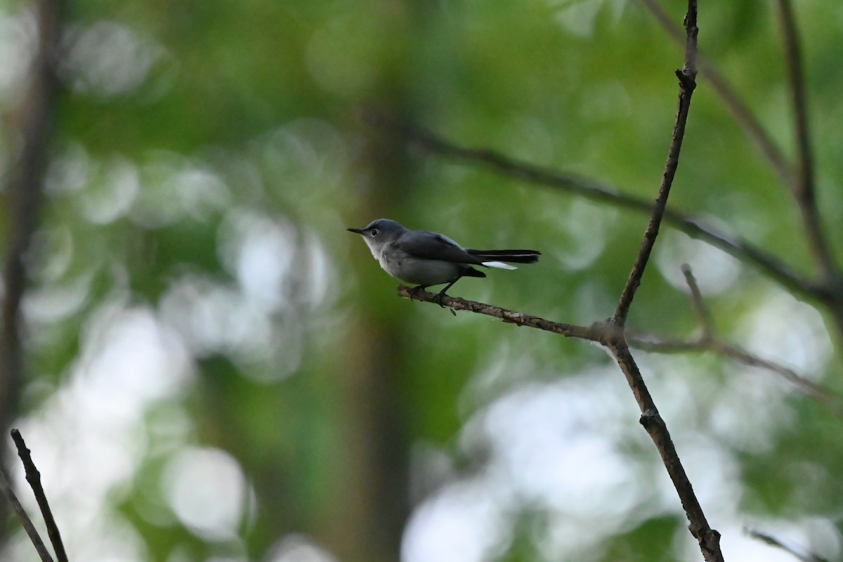 Blue-gray Gnatcatcher - ML638344558