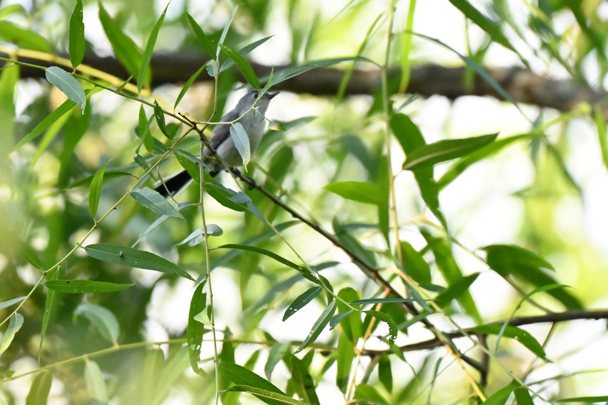 Blue-gray Gnatcatcher - ML638344560