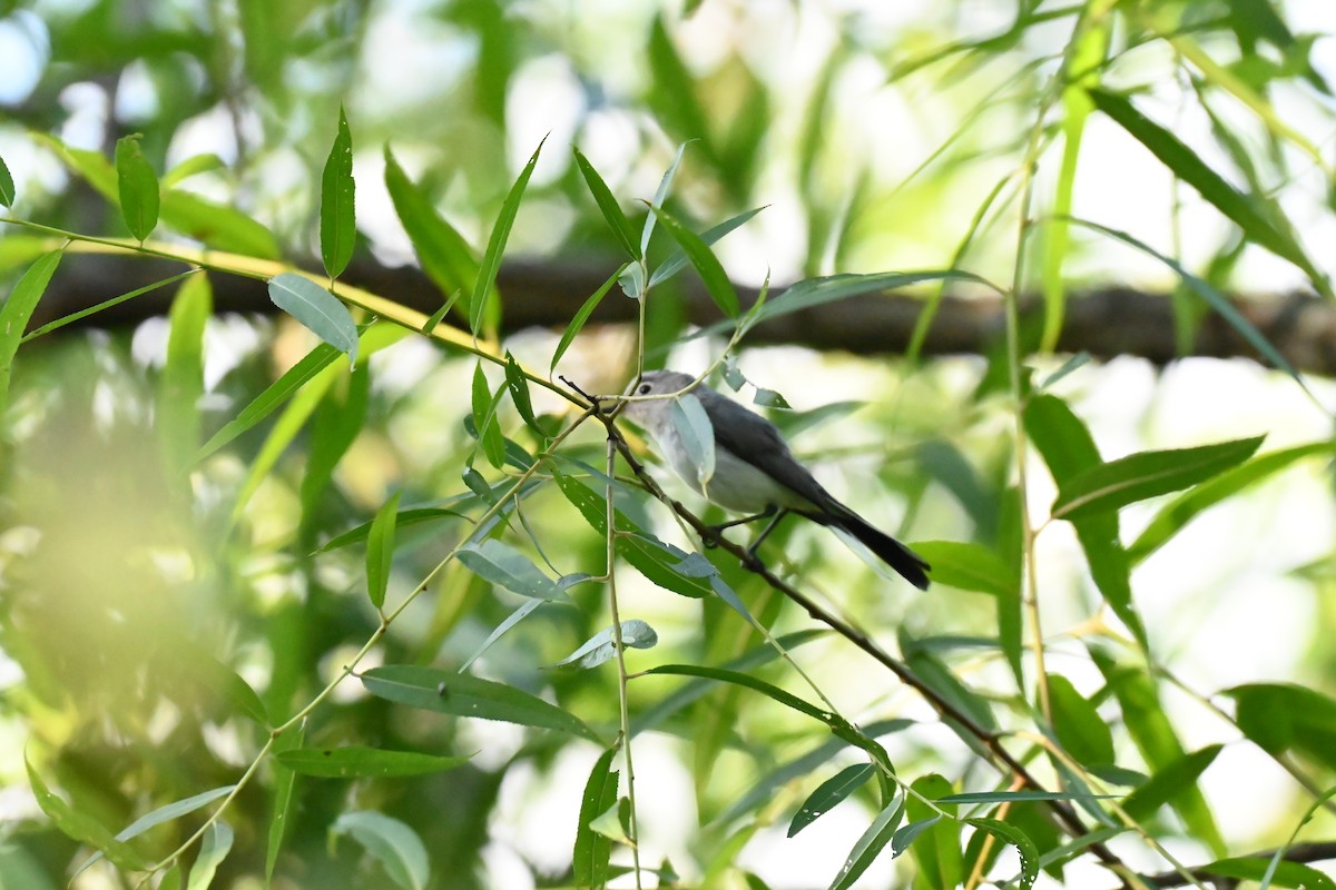 Blue-gray Gnatcatcher - ML638344561