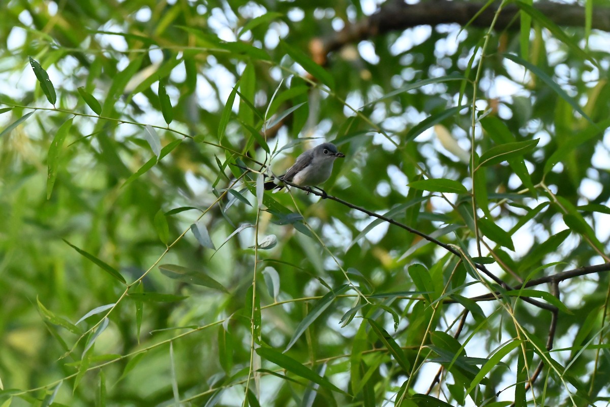 Blue-gray Gnatcatcher - ML638344564