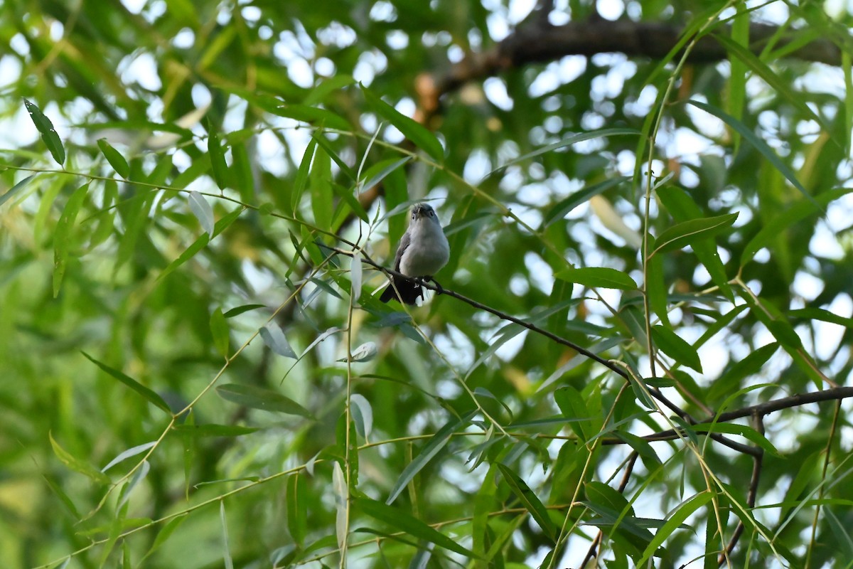 Blue-gray Gnatcatcher - ML638344565