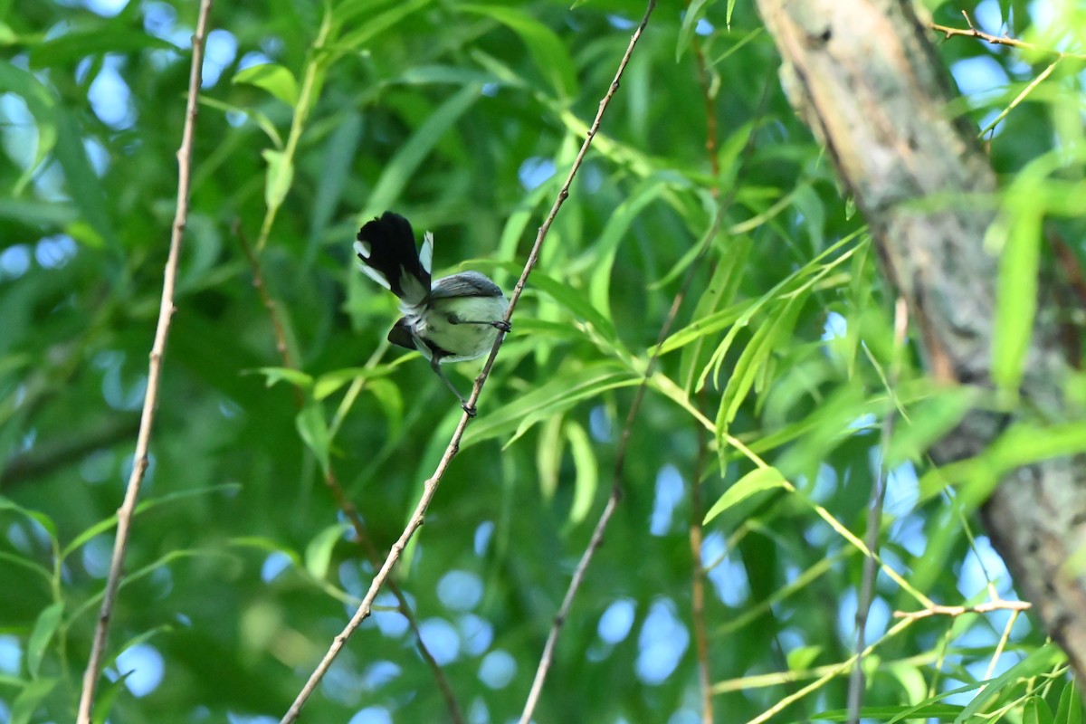 Blue-gray Gnatcatcher - ML638344566
