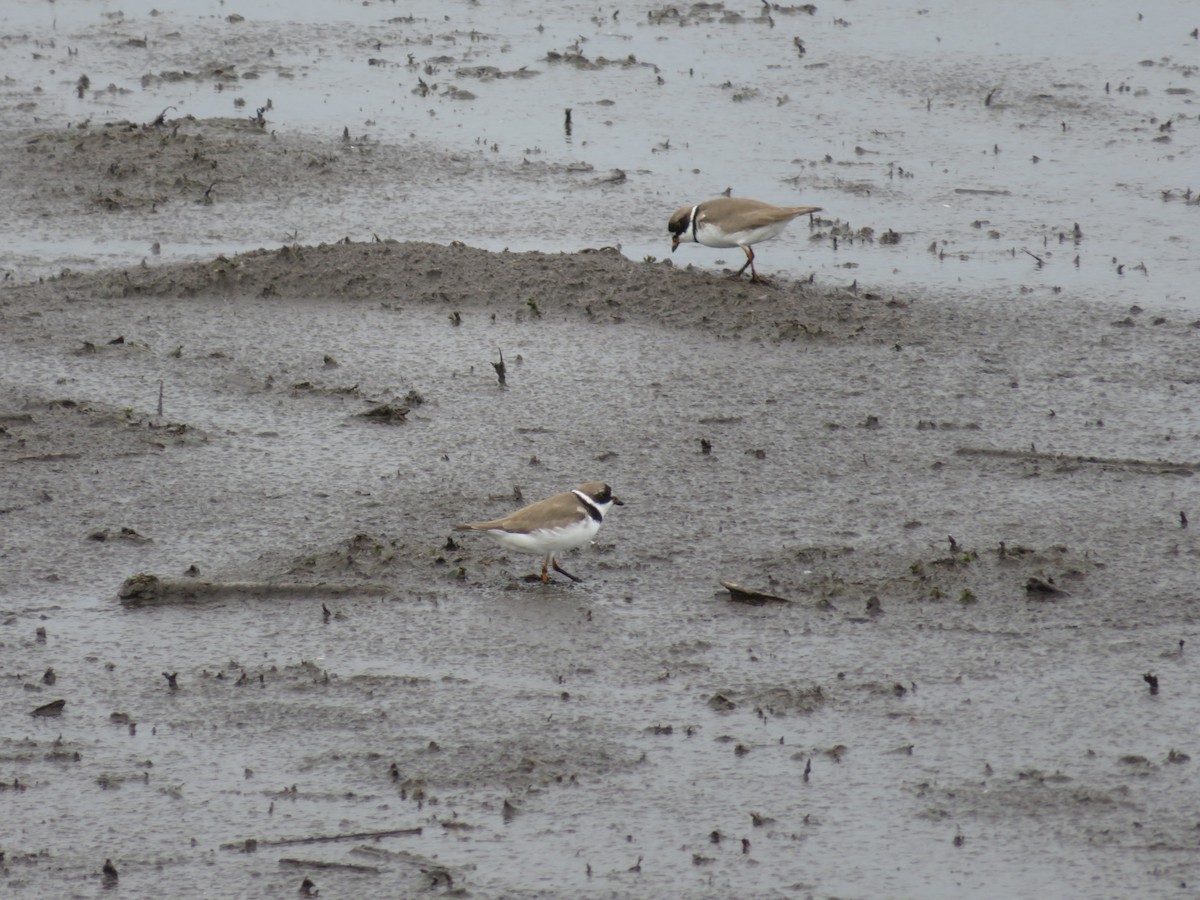 Semipalmated Plover - ML638344571