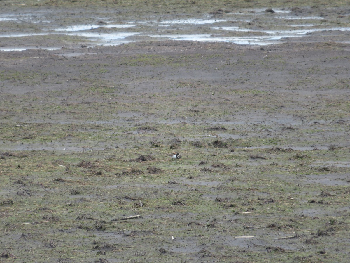 Ruddy Turnstone - ML638344578