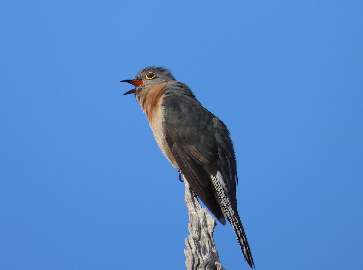 Fan-tailed Cuckoo - ML638344579