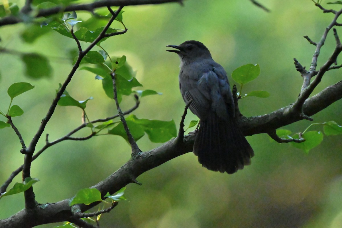 kattespottefugl - ML638344614