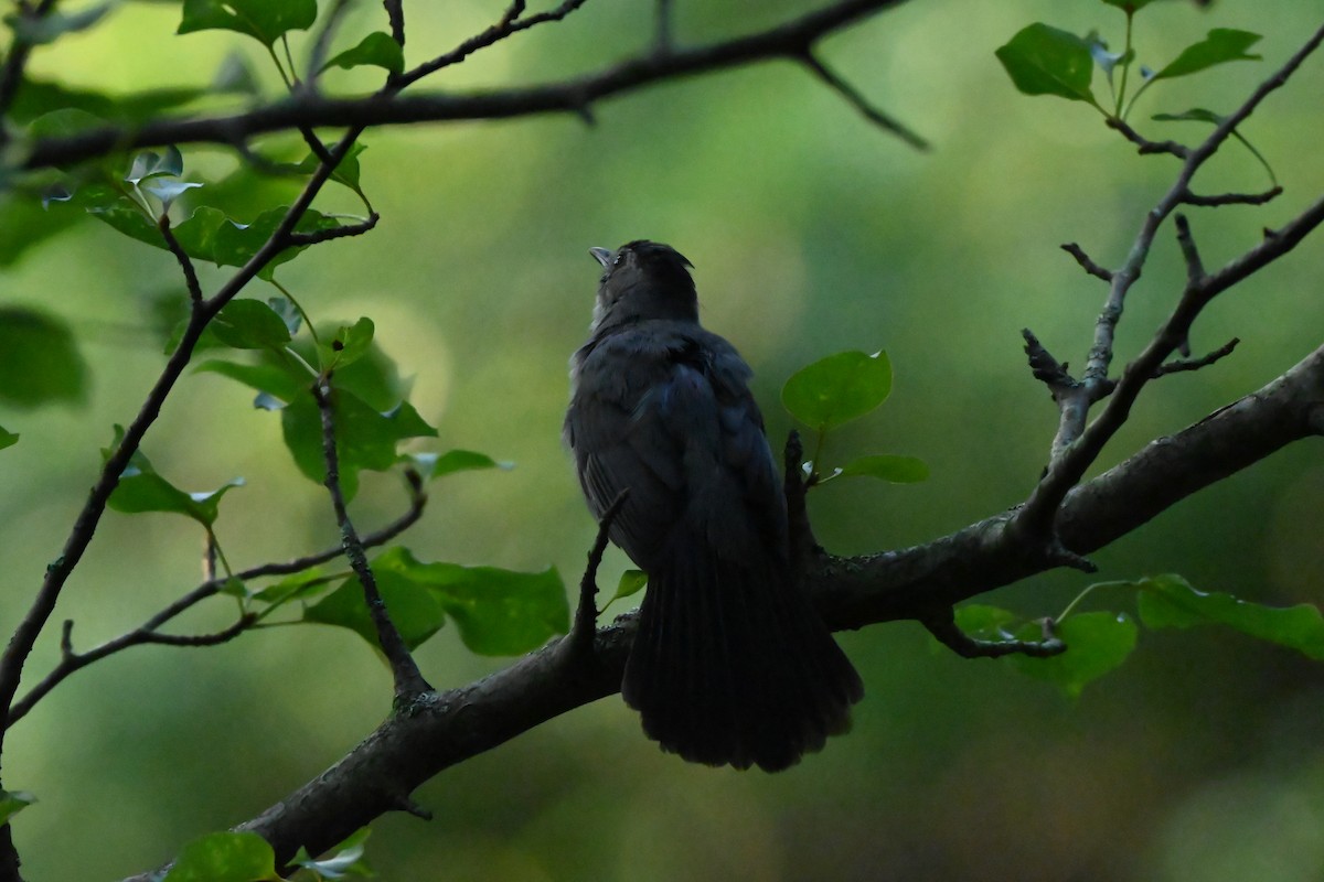 kattespottefugl - ML638344615