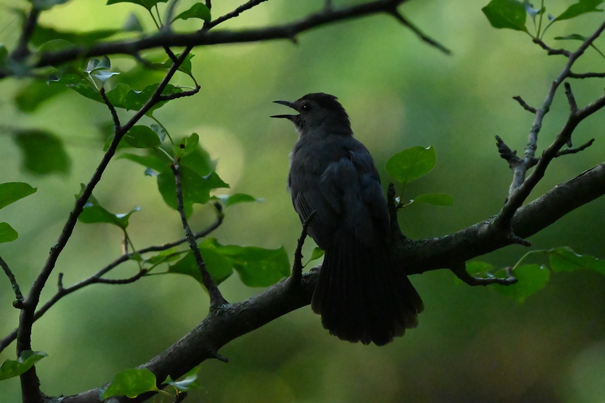 kattespottefugl - ML638344616