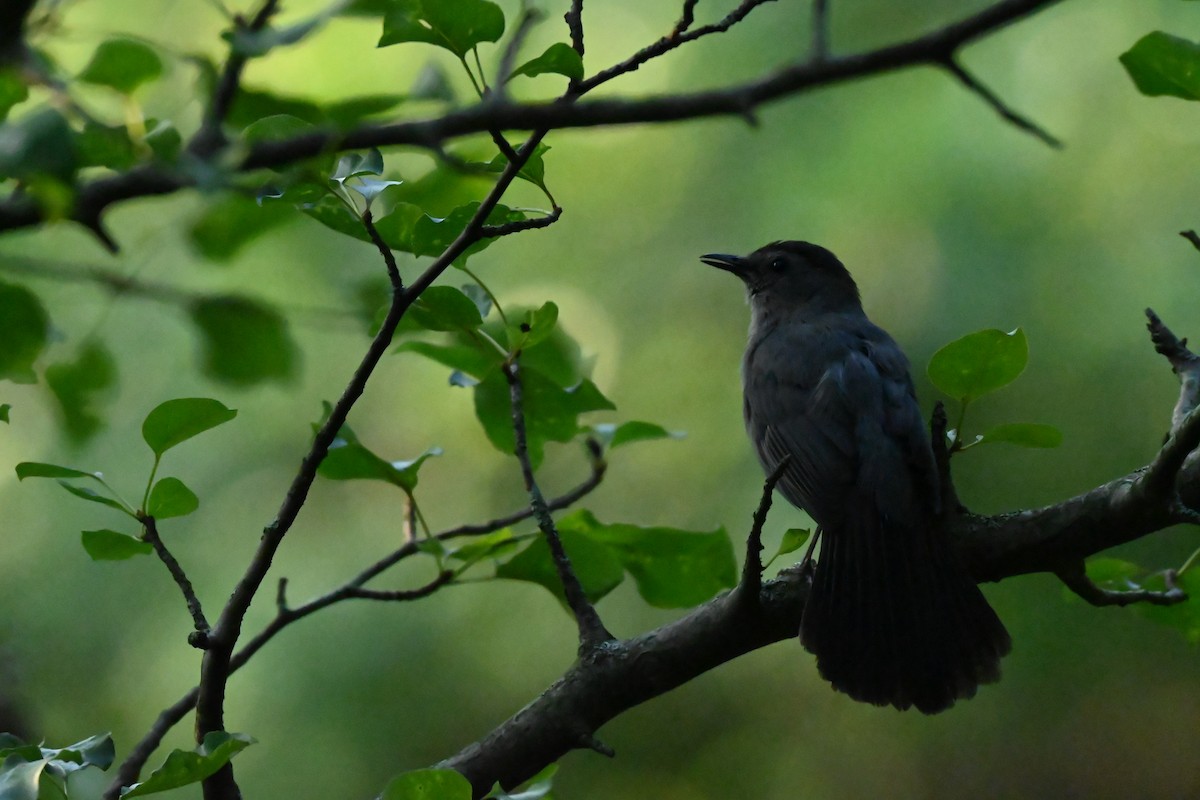 kattespottefugl - ML638344618