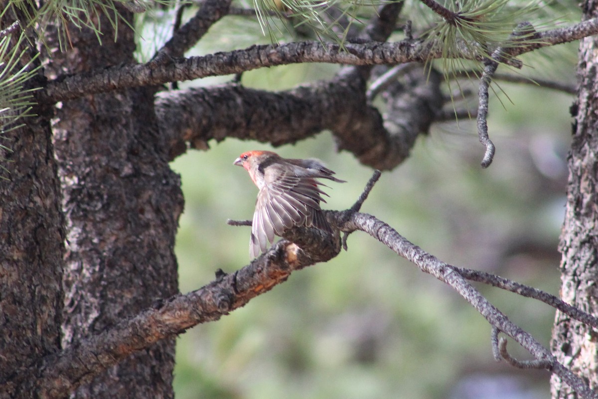 House Finch - ML638344626