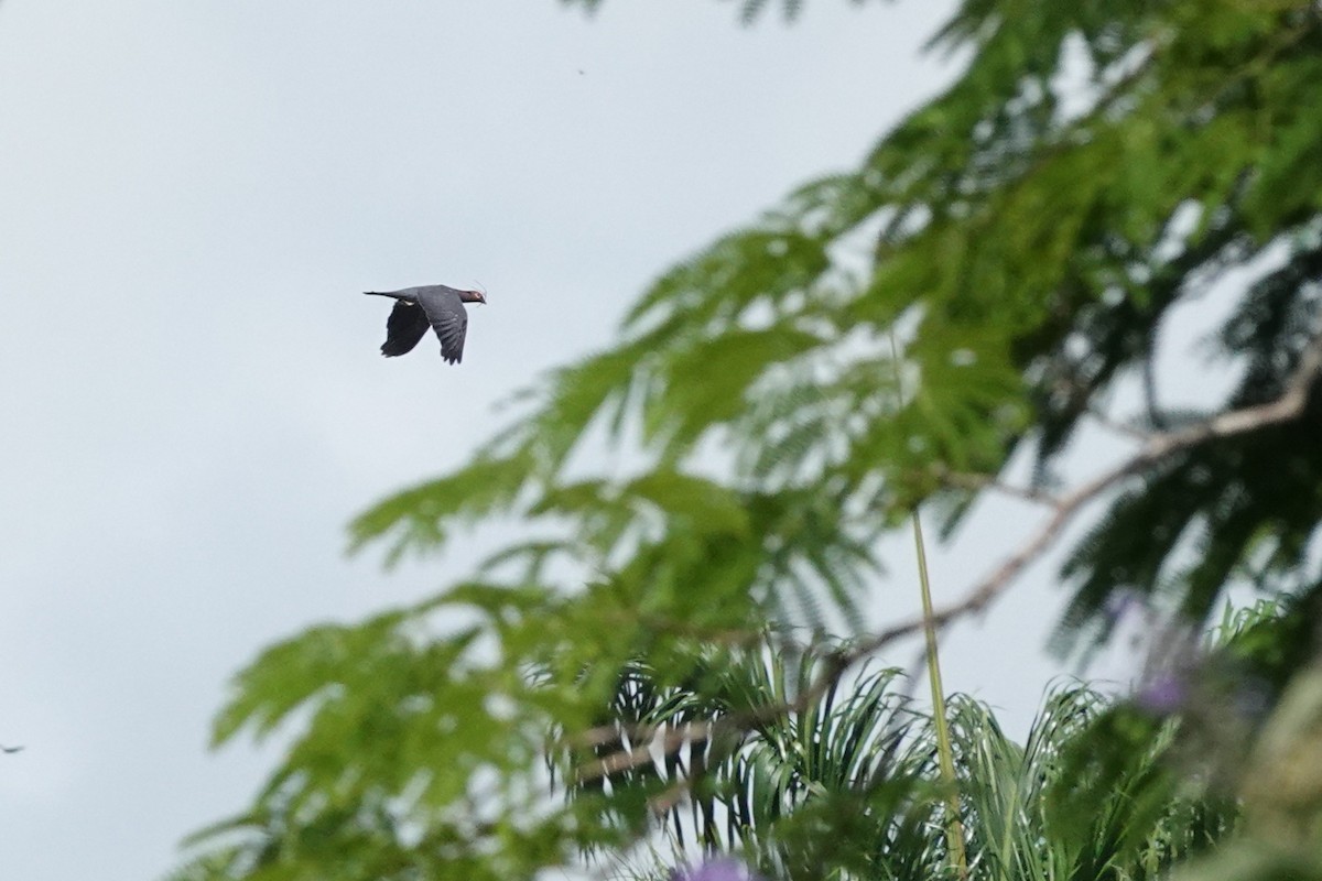 Scaly-naped Pigeon - ML638344644