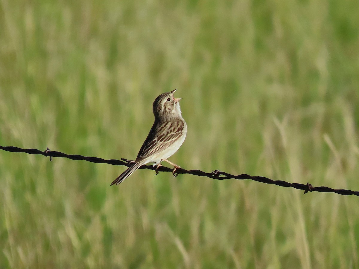Brewer's Sparrow - ML638344656