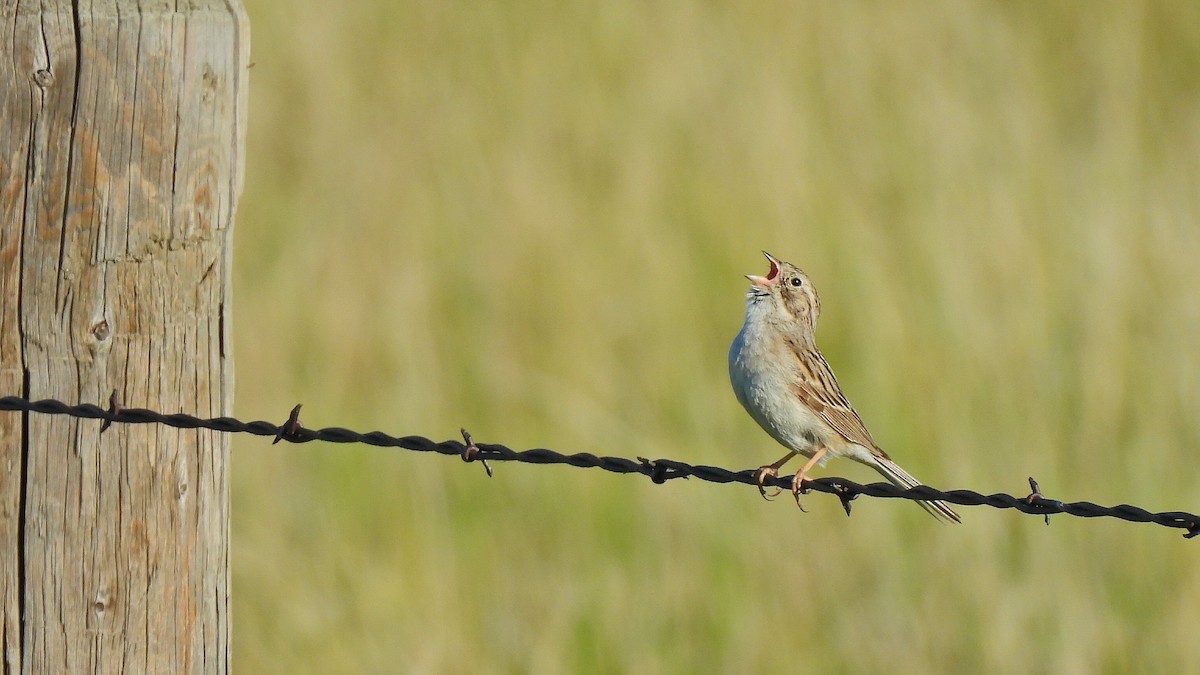 Brewer's Sparrow - ML638344657