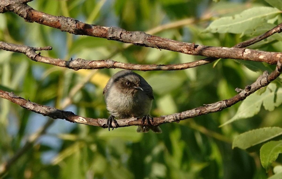 Bushtit - ML638344664
