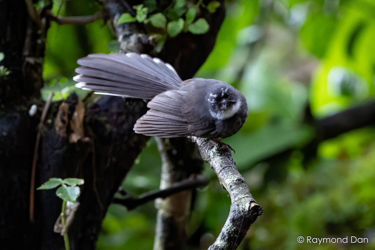 White-throated Fantail - ML638344683