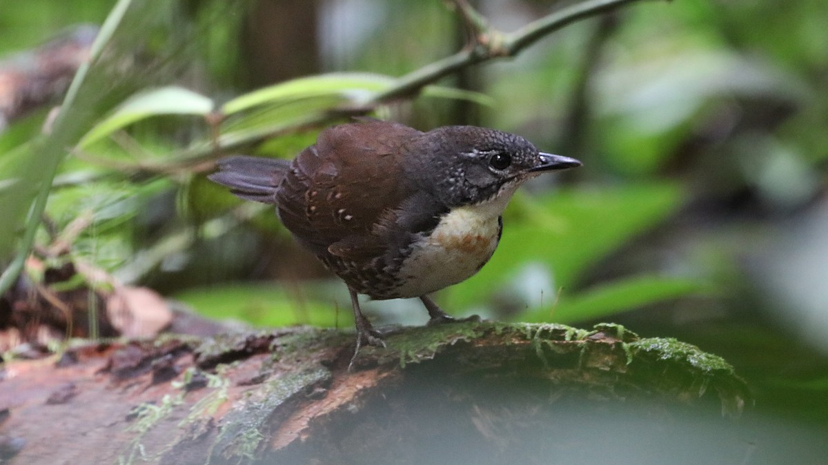 Rusty-belted Tapaculo - ML638344685