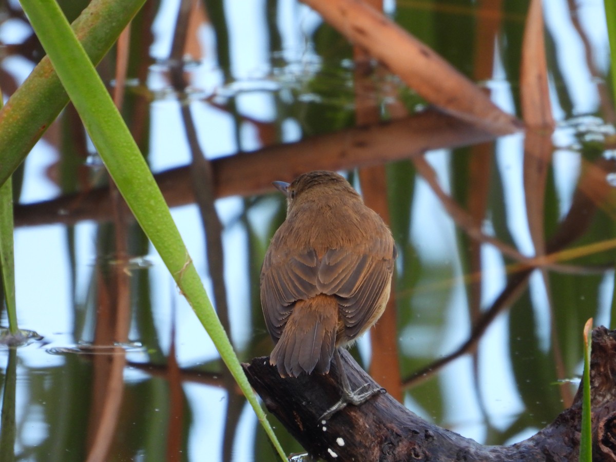 Australian Reed Warbler - ML638344692