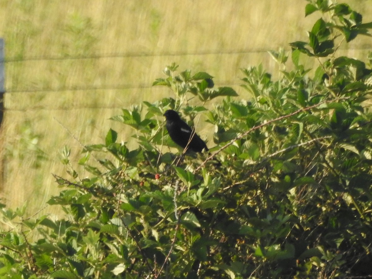 Red-winged Blackbird - ML638344705