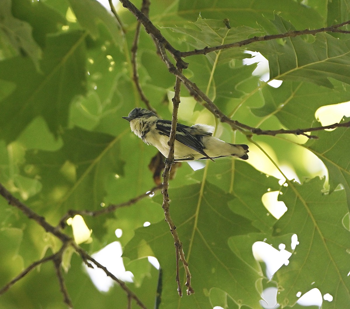 Cerulean Warbler - ML638344715