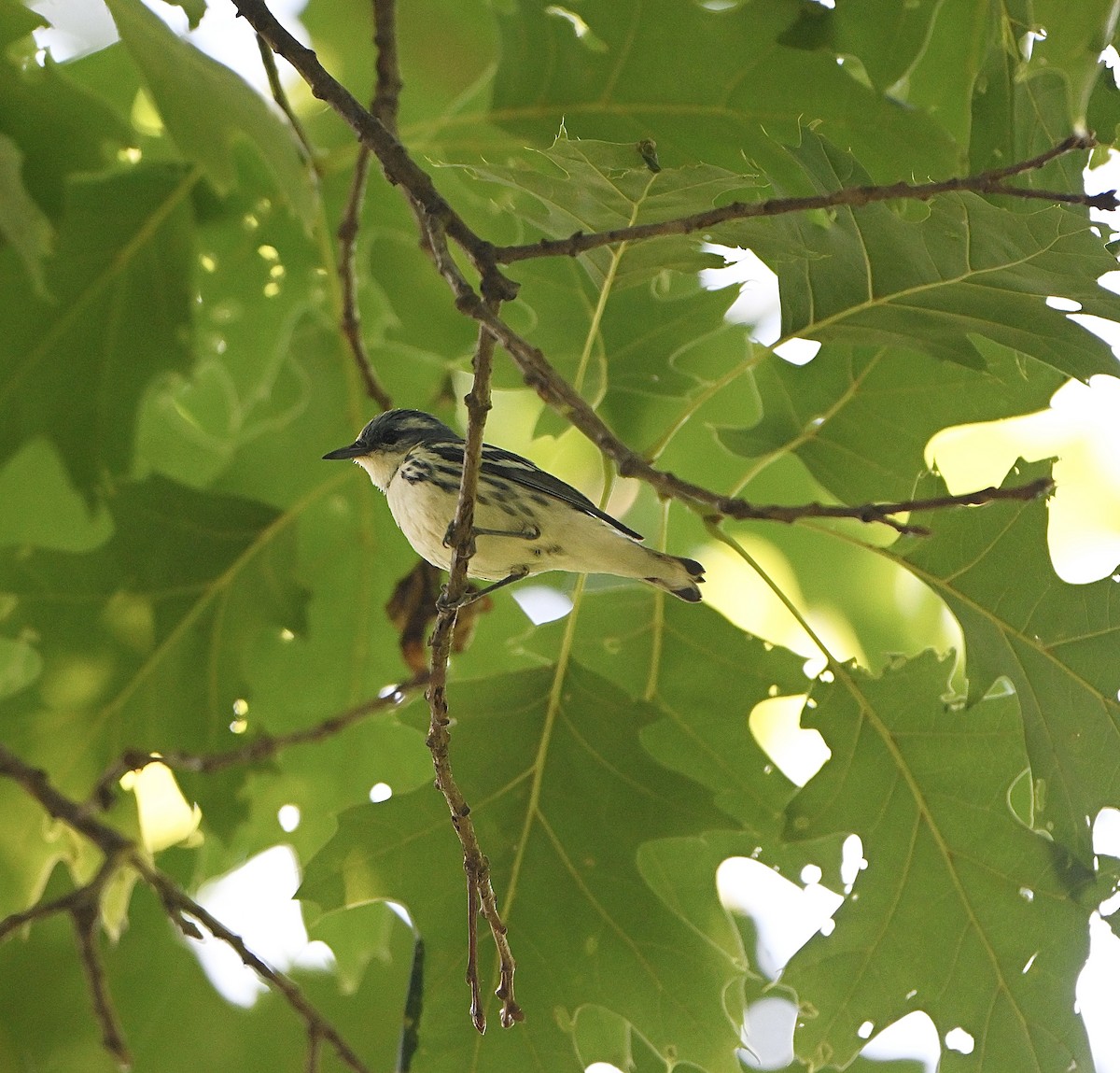 Cerulean Warbler - ML638344716