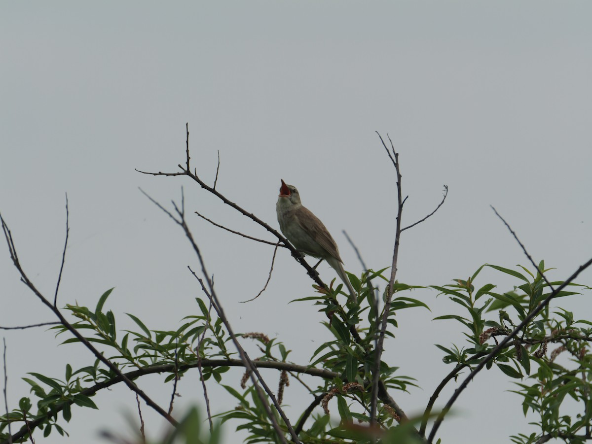 Oriental Reed Warbler - ML638344728