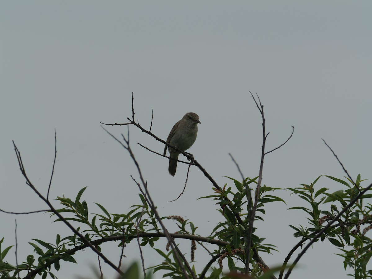 Oriental Reed Warbler - ML638344729