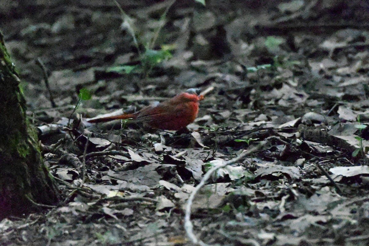 ショウジョウコウカンチョウ - ML638344746