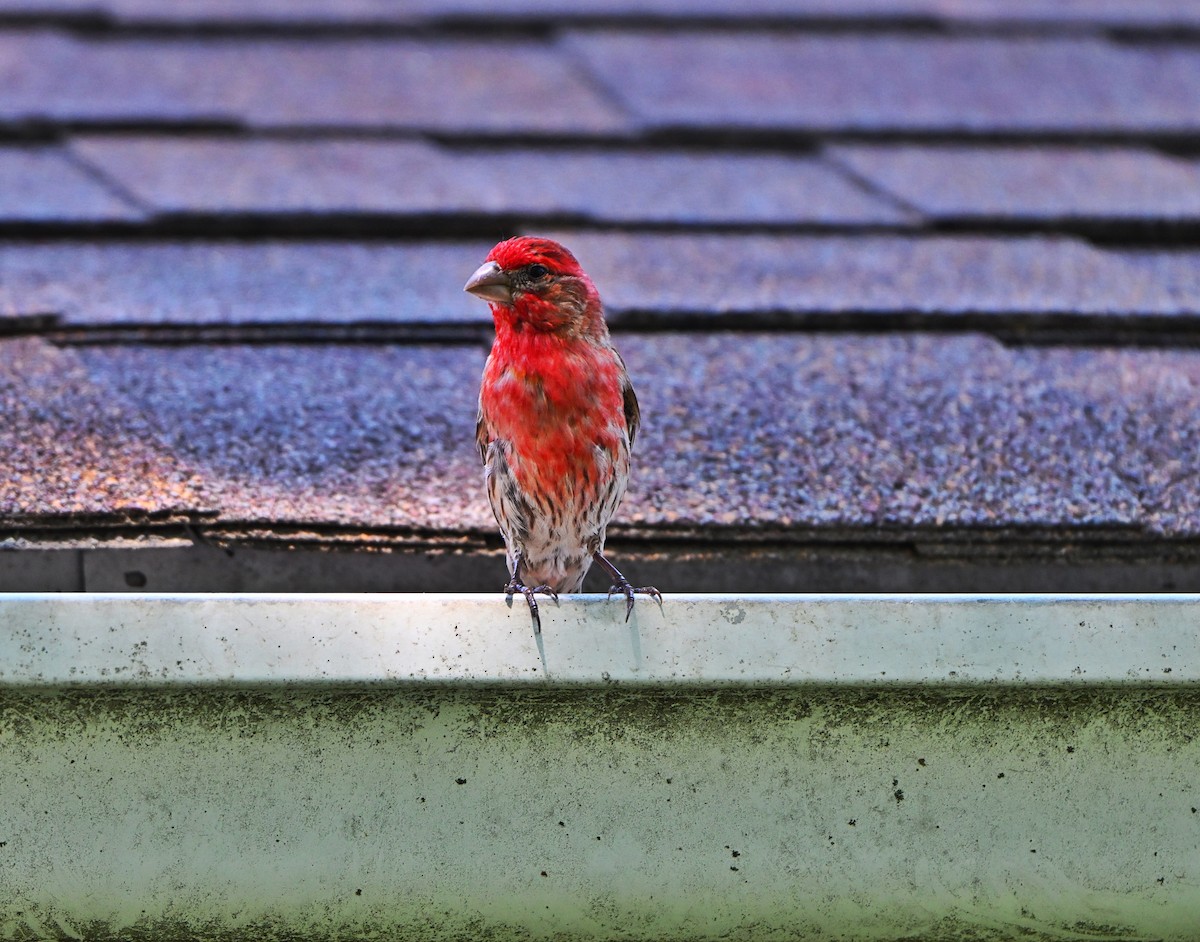 House Finch - ML638344753