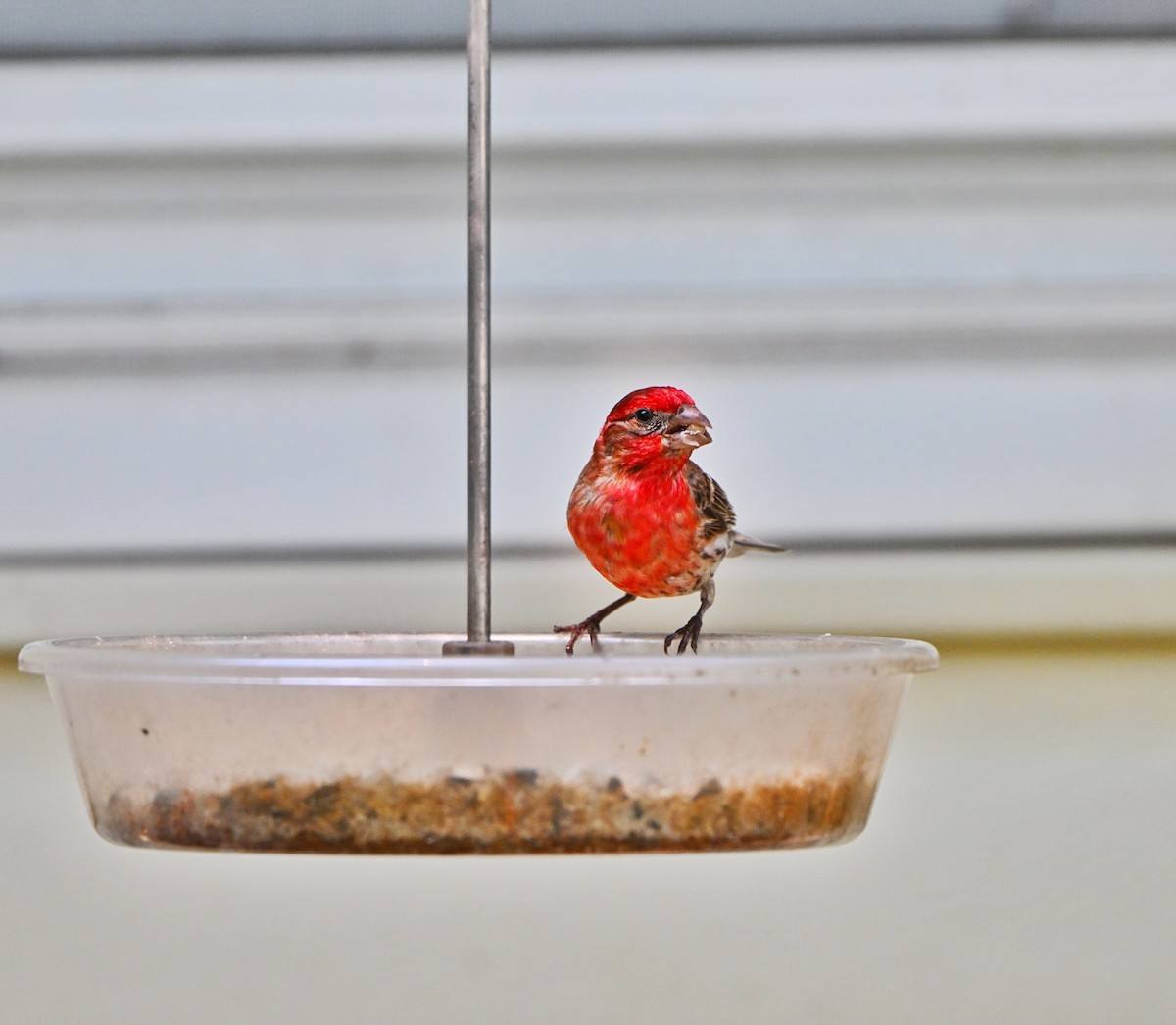House Finch - ML638344754
