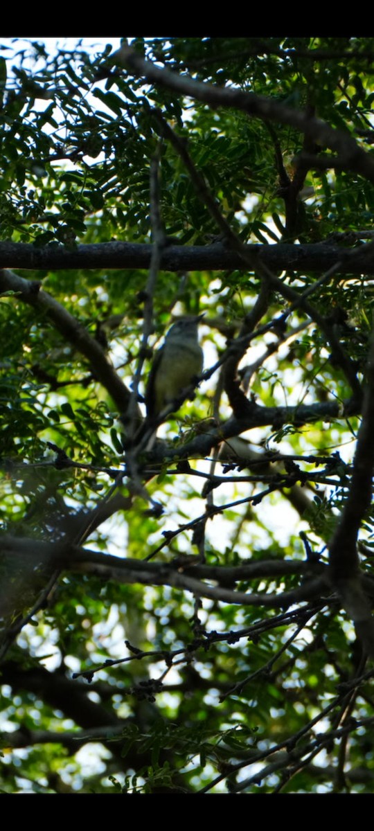 Southern Beardless-Tyrannulet - ML638344755