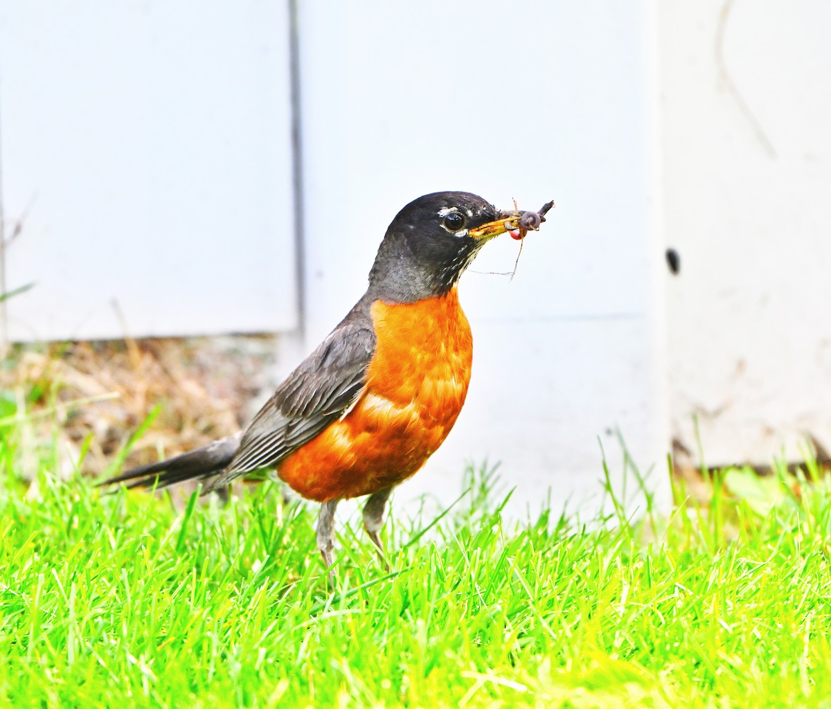 American Robin - ML638344758