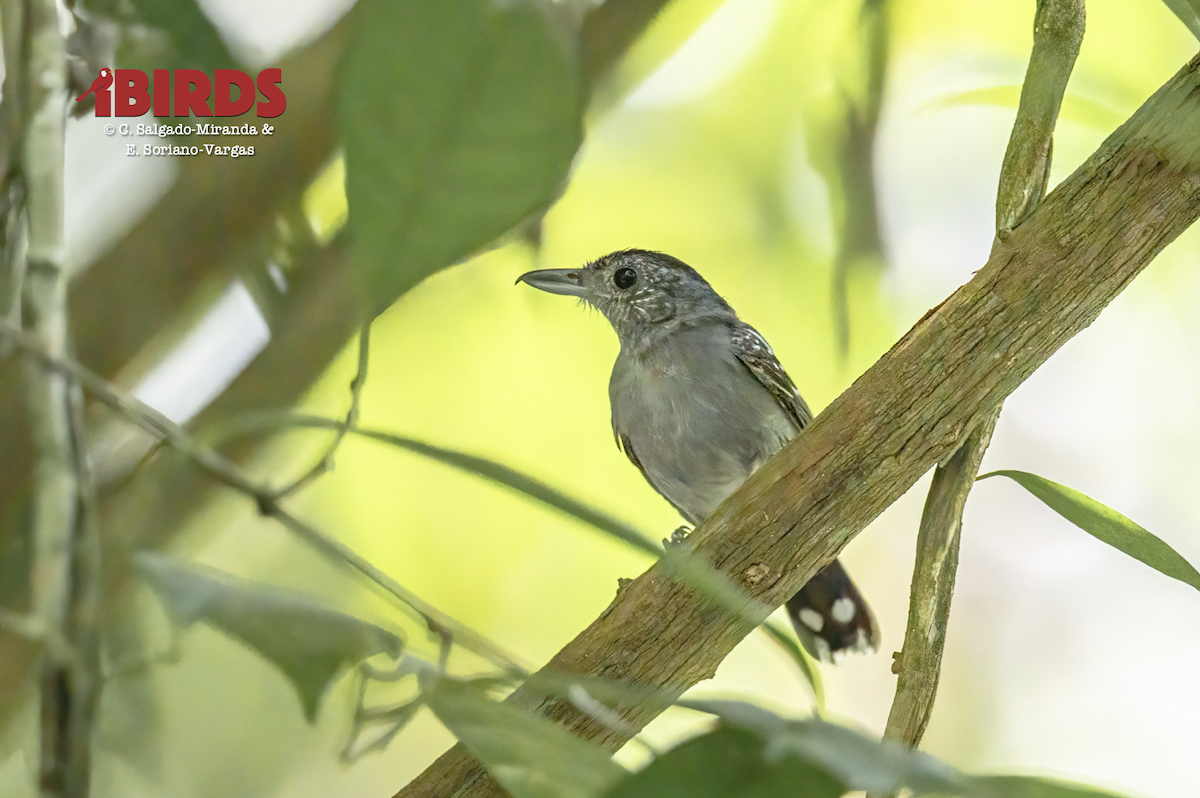 Black-crowned Antshrike - ML638344759
