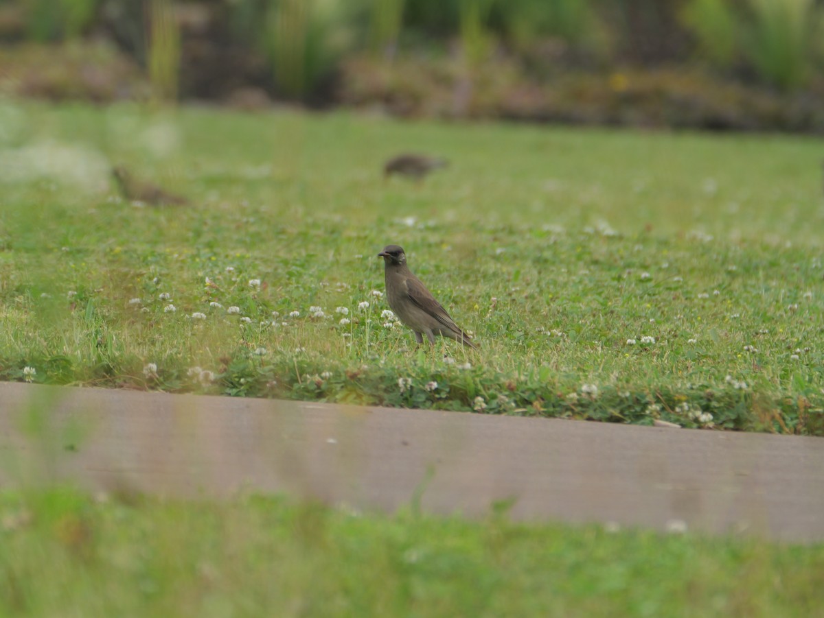 White-cheeked Starling - ML638344762