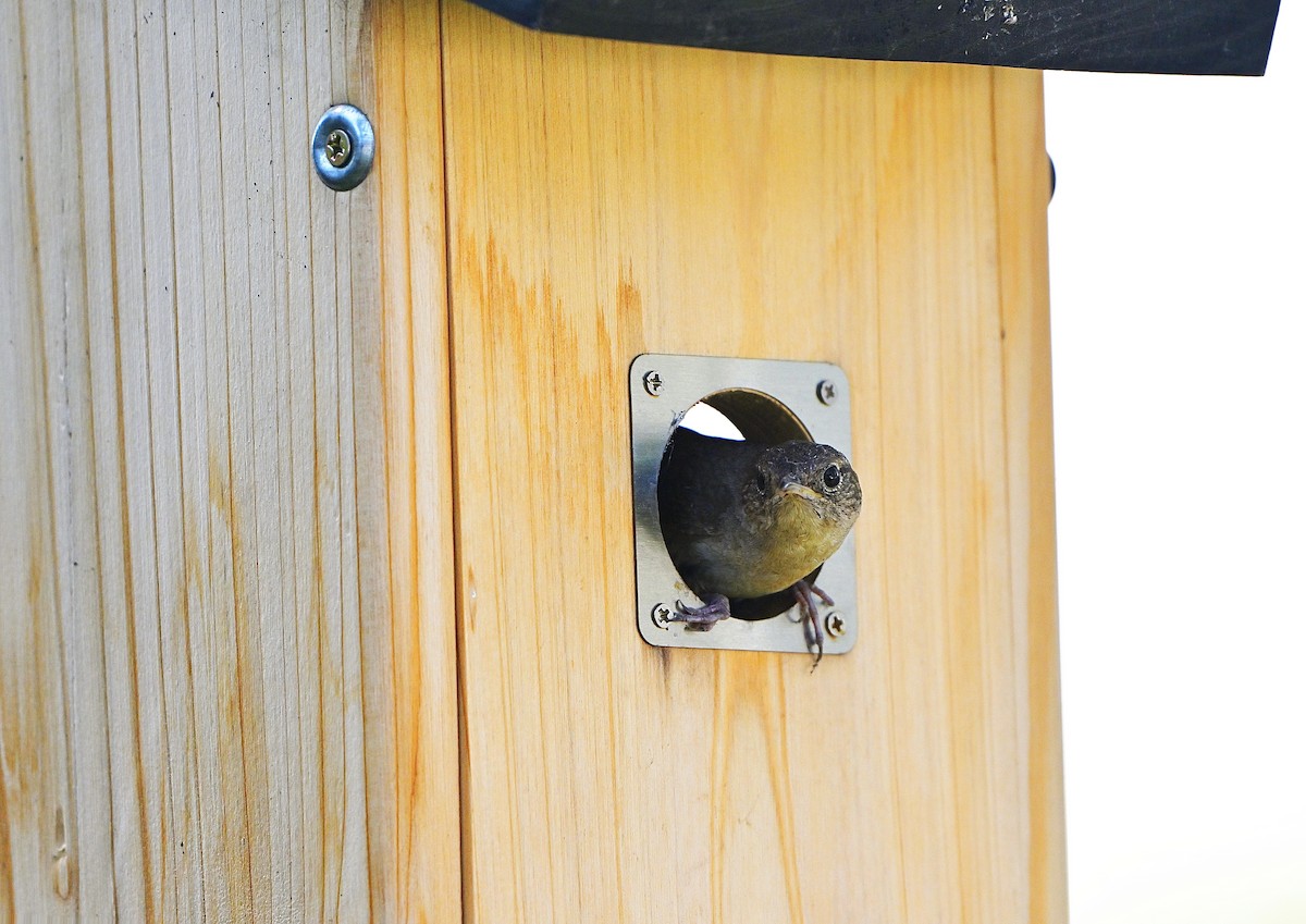Northern House Wren - ML638344763